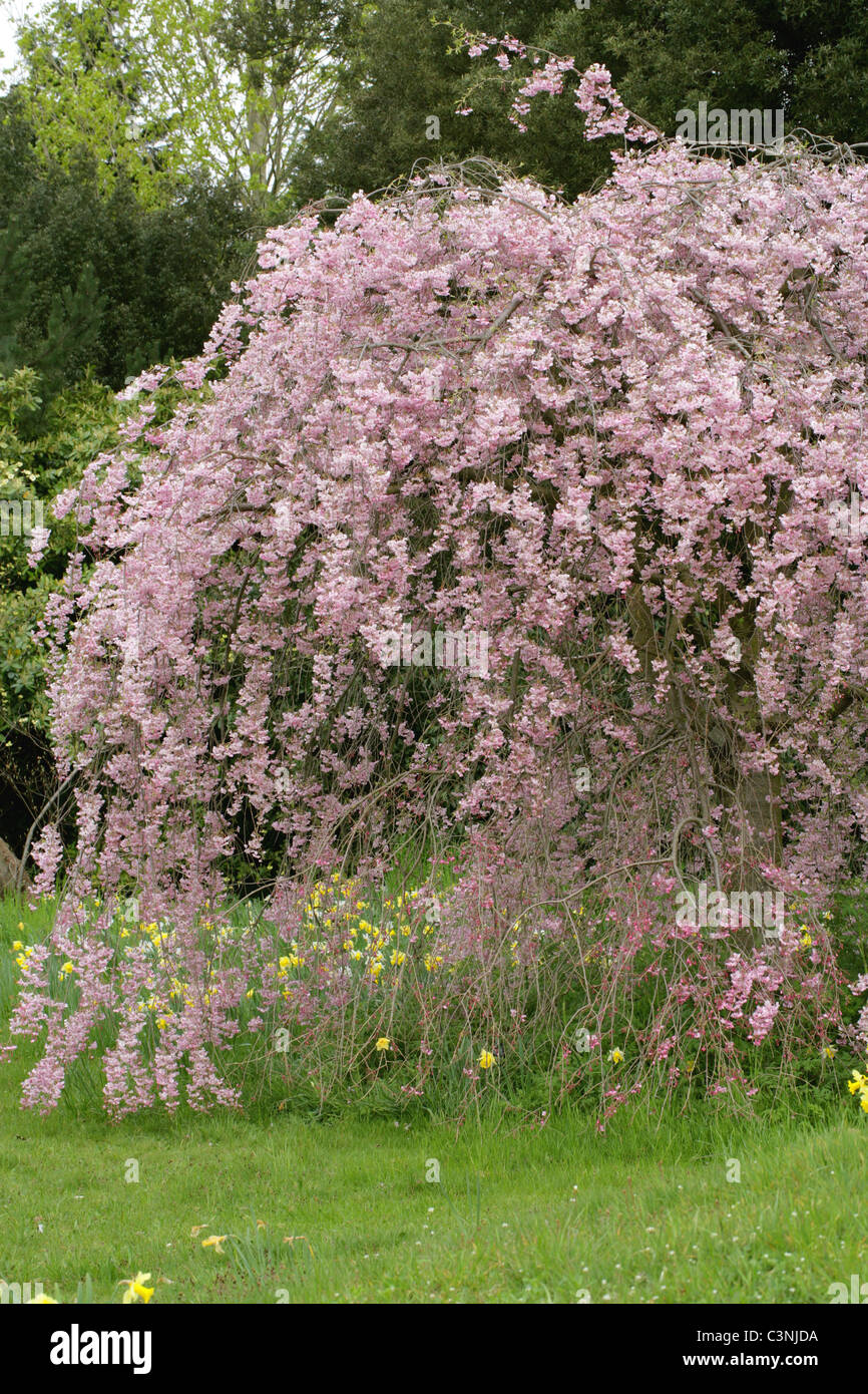 Higan-Kirsche oder Frühlings-Kirsche, Prunus Subhirtella 'Pendula Rubra', Rosengewächse, Japan. Stockfoto