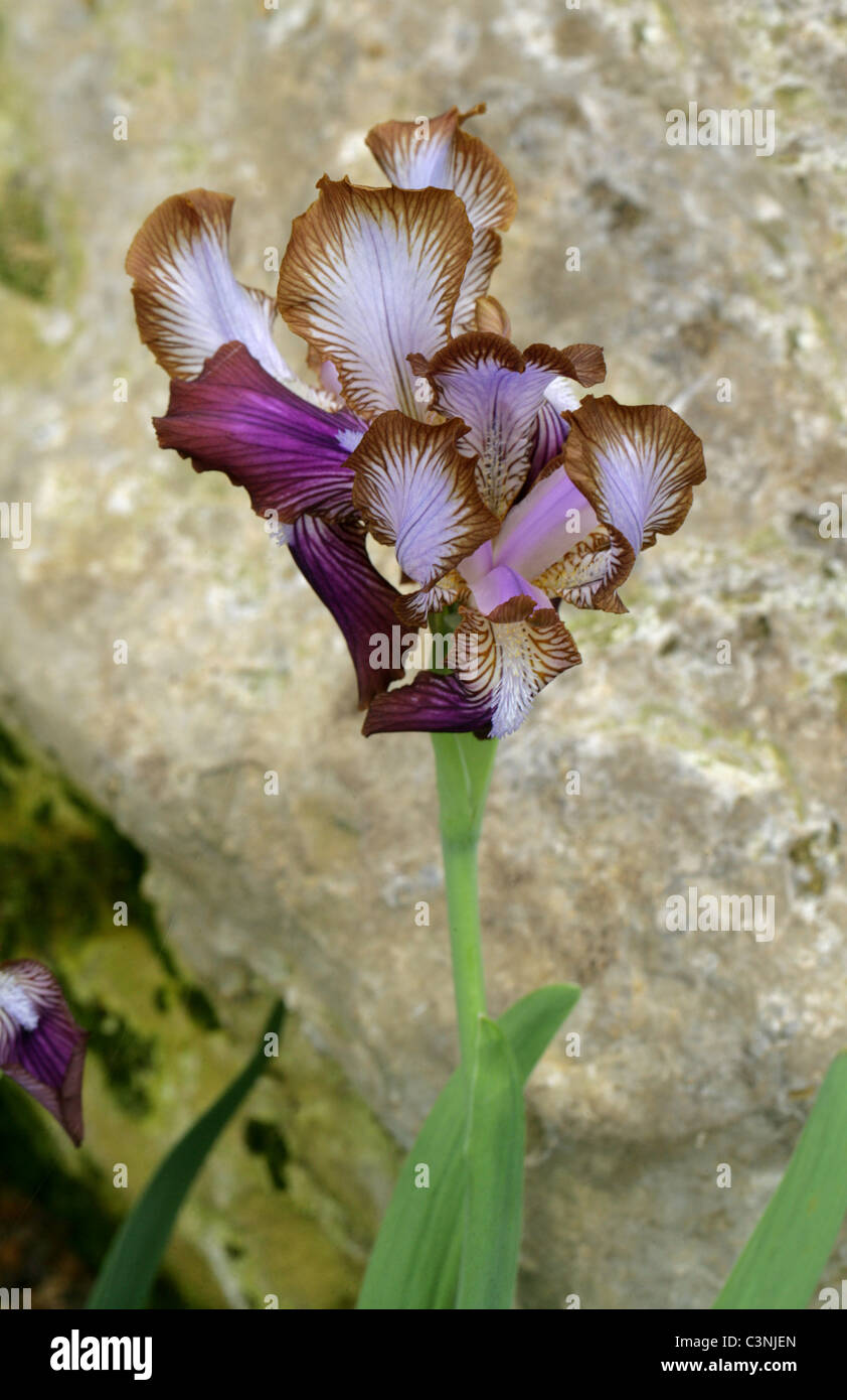 Iris, Iris Stolonifera "White Flag", Iridaceae, Russland und Zentralasien. Stockfoto