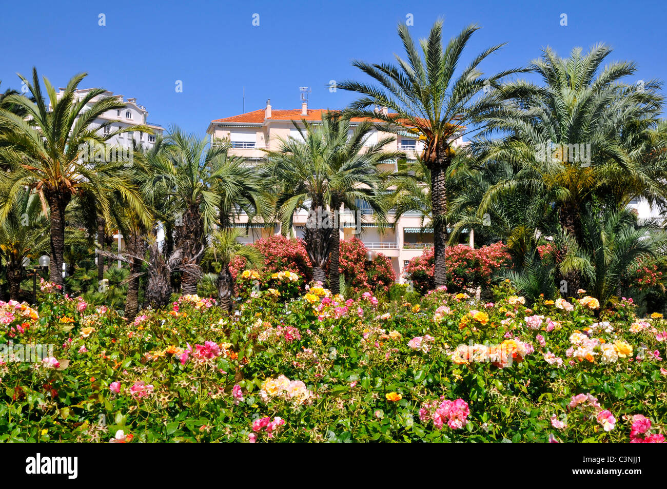Palmen und Blumen in Cannes im Südosten Frankreichs, Departement Alpes-Maritimes Stockfoto