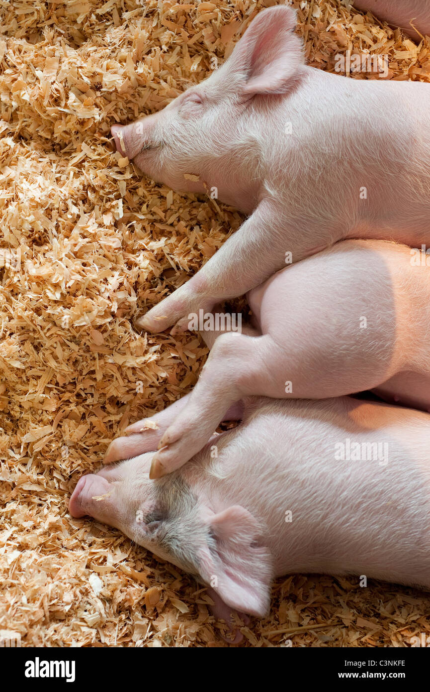 Baby-Schweine im Stift Sandwich zusammen schlafen in einem 4H Display am Evergreen State Fair Monroe Washington State USA Stockfoto