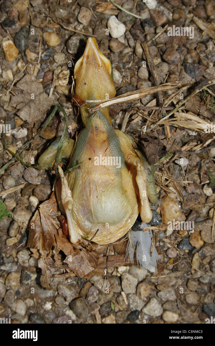 Totes Babyvogel auf Kiesweg neben Chesterfield Kanal. Worksop, Notts, England Stockfoto