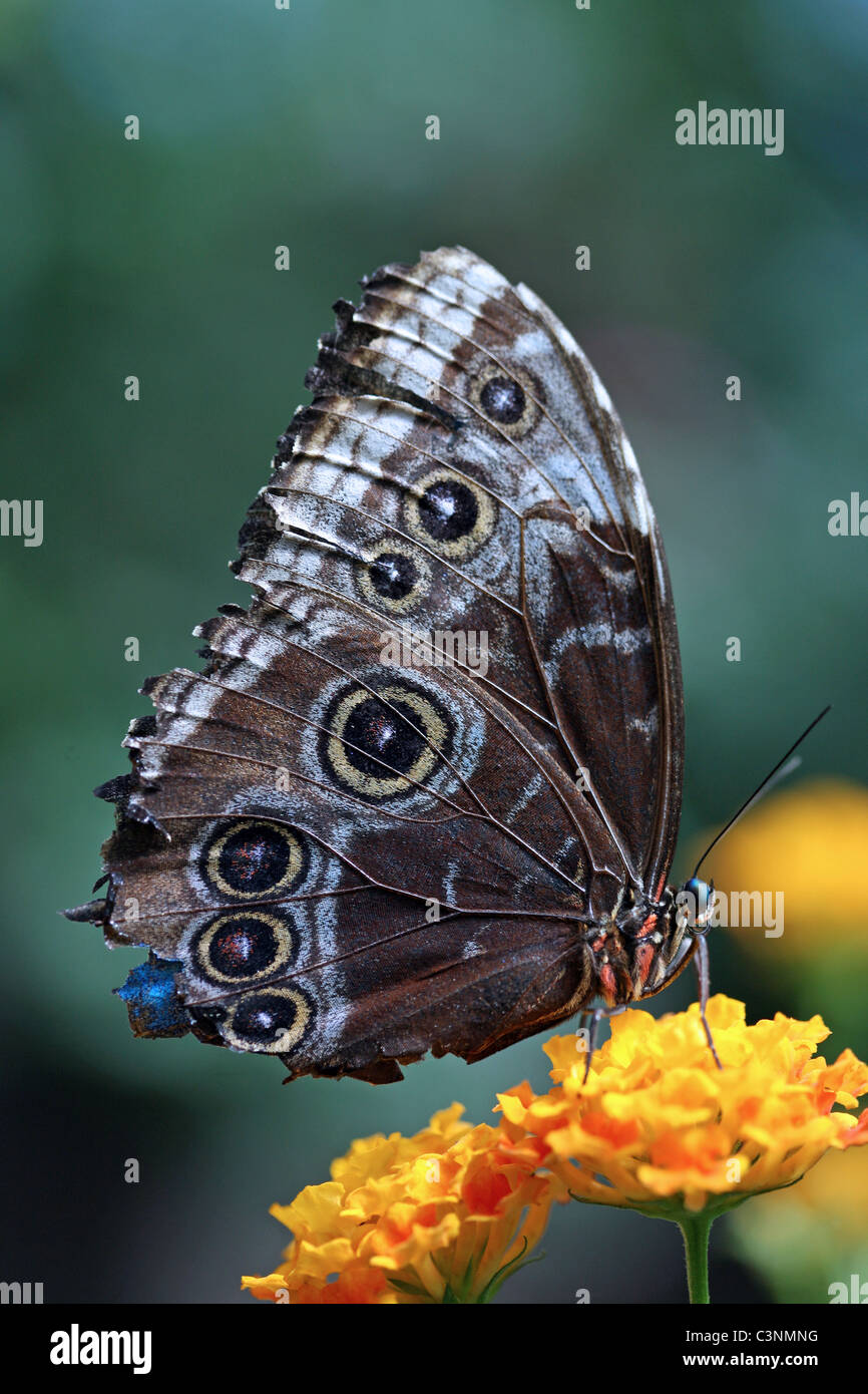 Blue Morpho (Morpho Peleides) Stockfoto