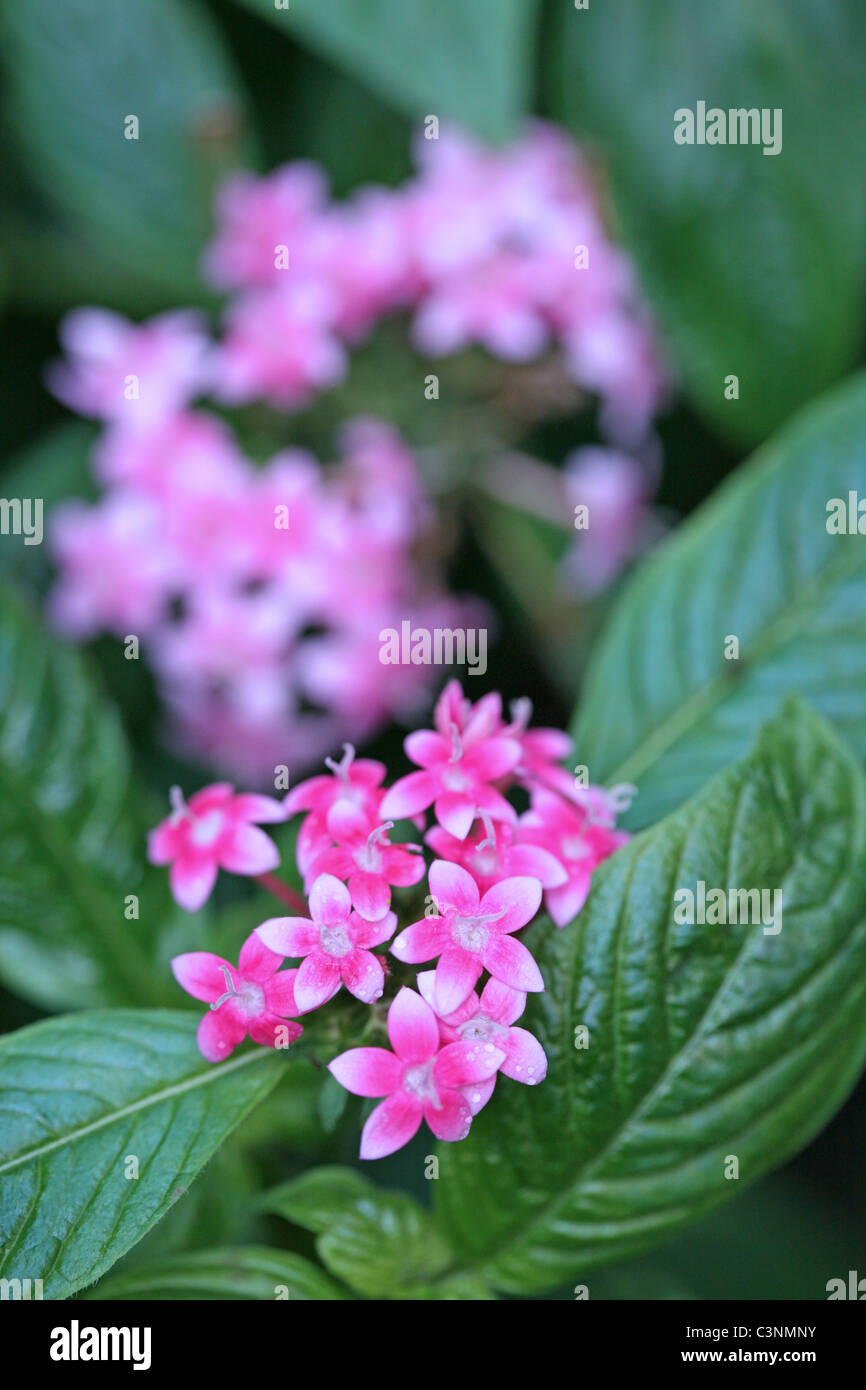 Detail der PentaPflanze, die Blüten eine beliebte Quelle für Nektar