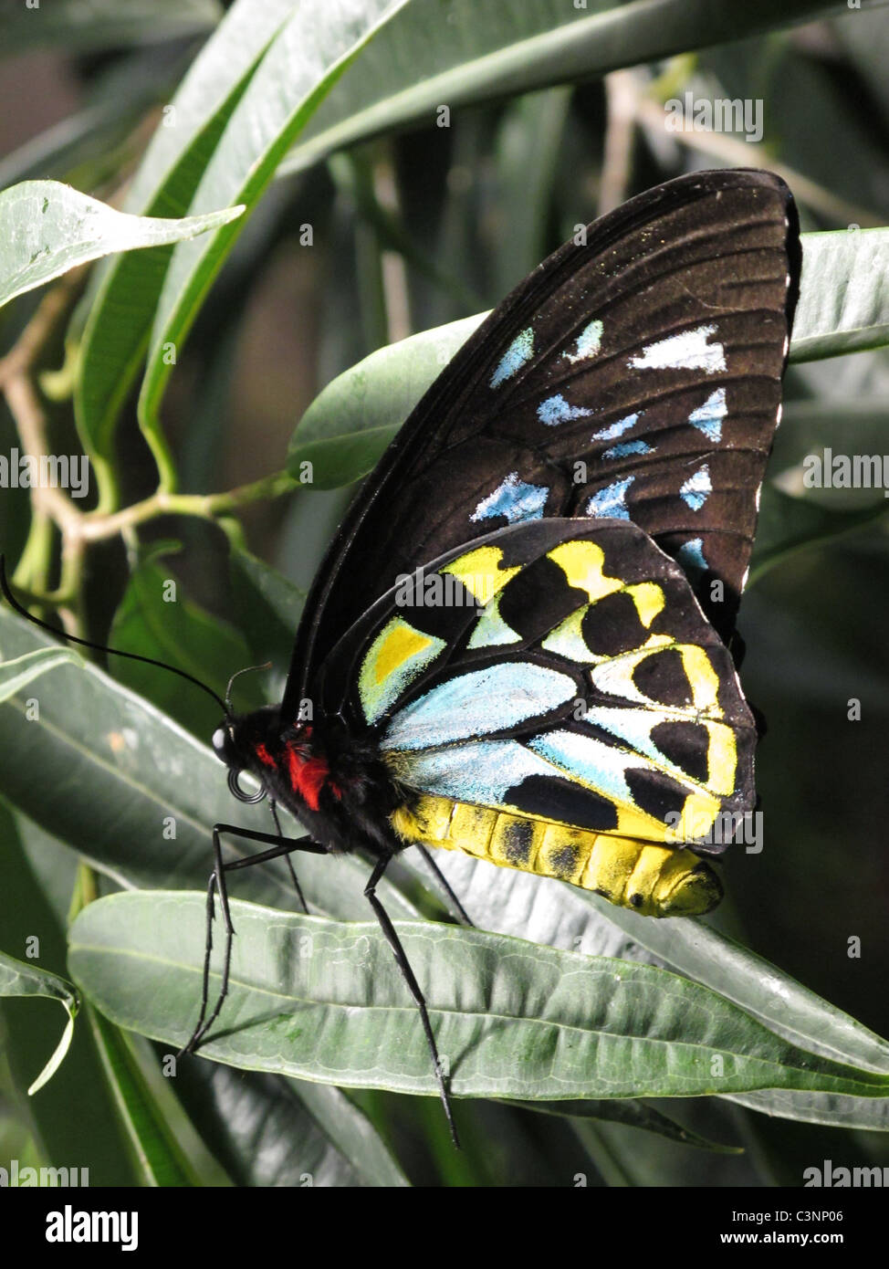 Tropischer Schmetterling mit gelben, blauen und roten Farben. Stockfoto