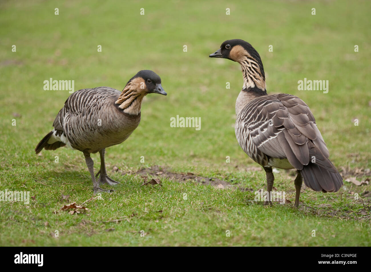 Hawaiian Gänse (Branta Sandvicensis). Paar, Mann oder Gander, rechts. Stockfoto