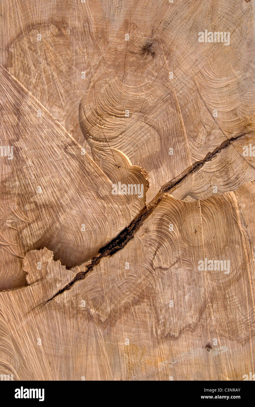 Hintergrund der abgeschnittenen Holzstamm Abschnitt Textur. Stockfoto