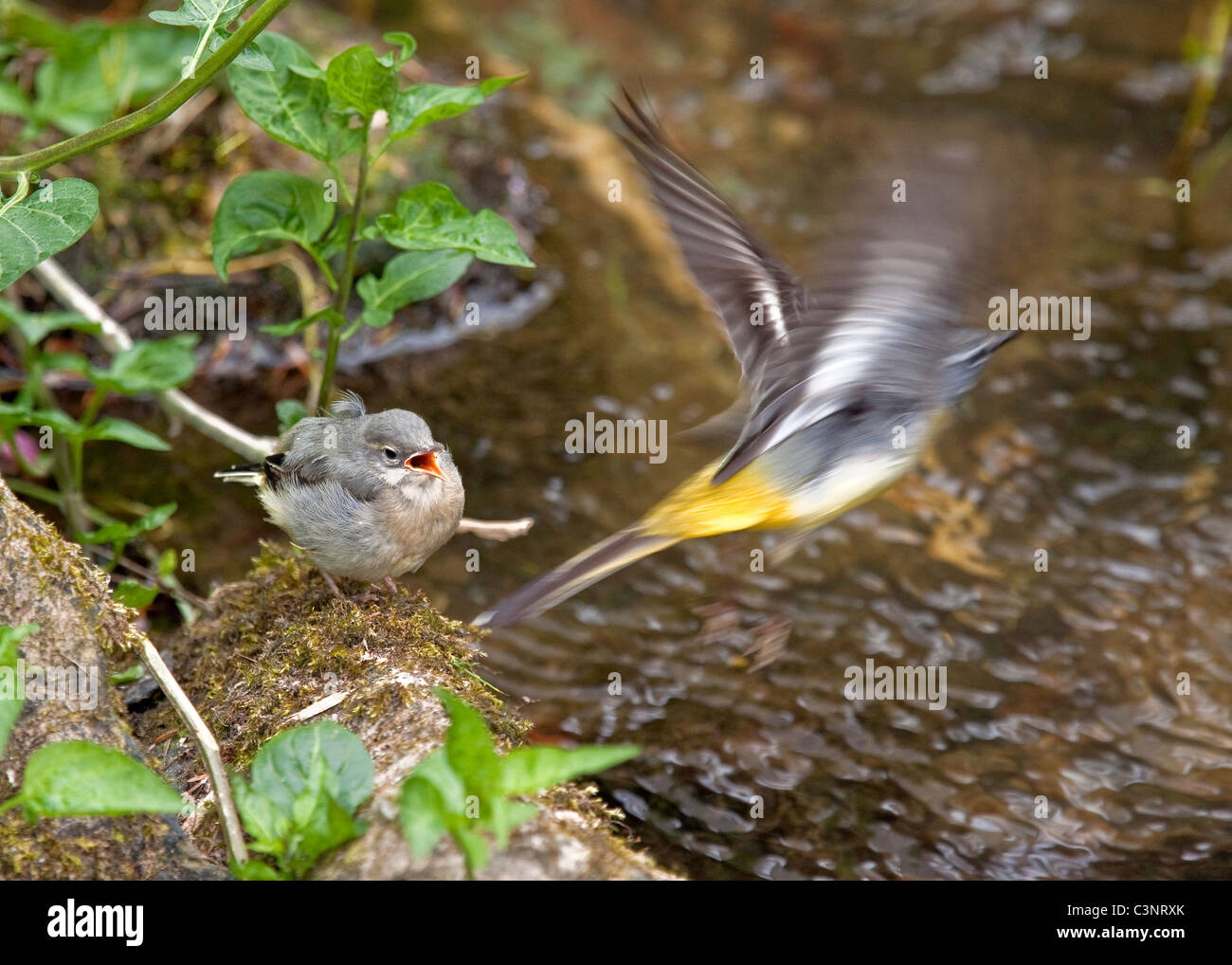 Graue Bachstelzen Stockfoto