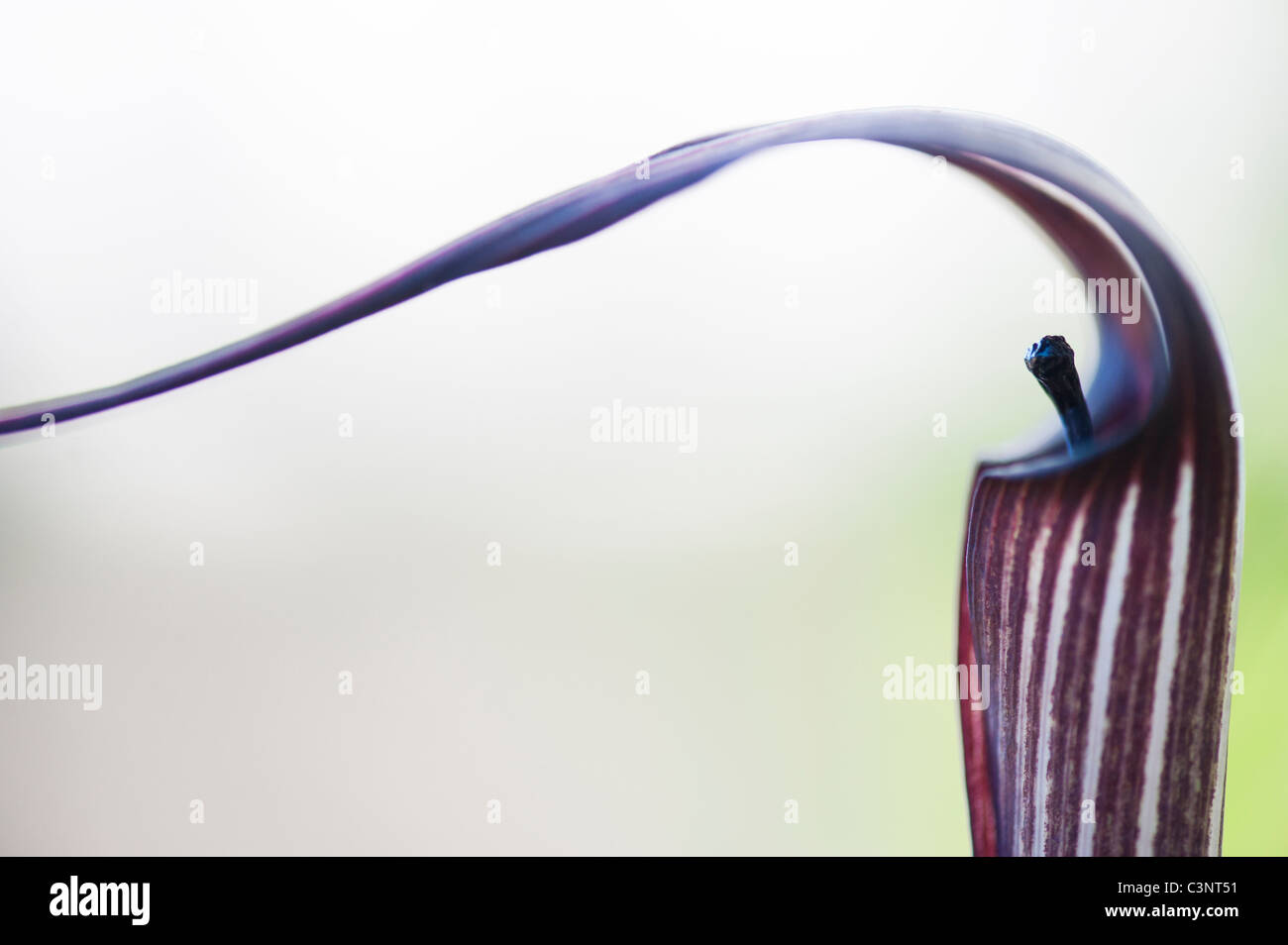 Arisaema Concinnum. Chinesische Kobra Lilie / Jack auf der Kanzel Blume Stockfoto