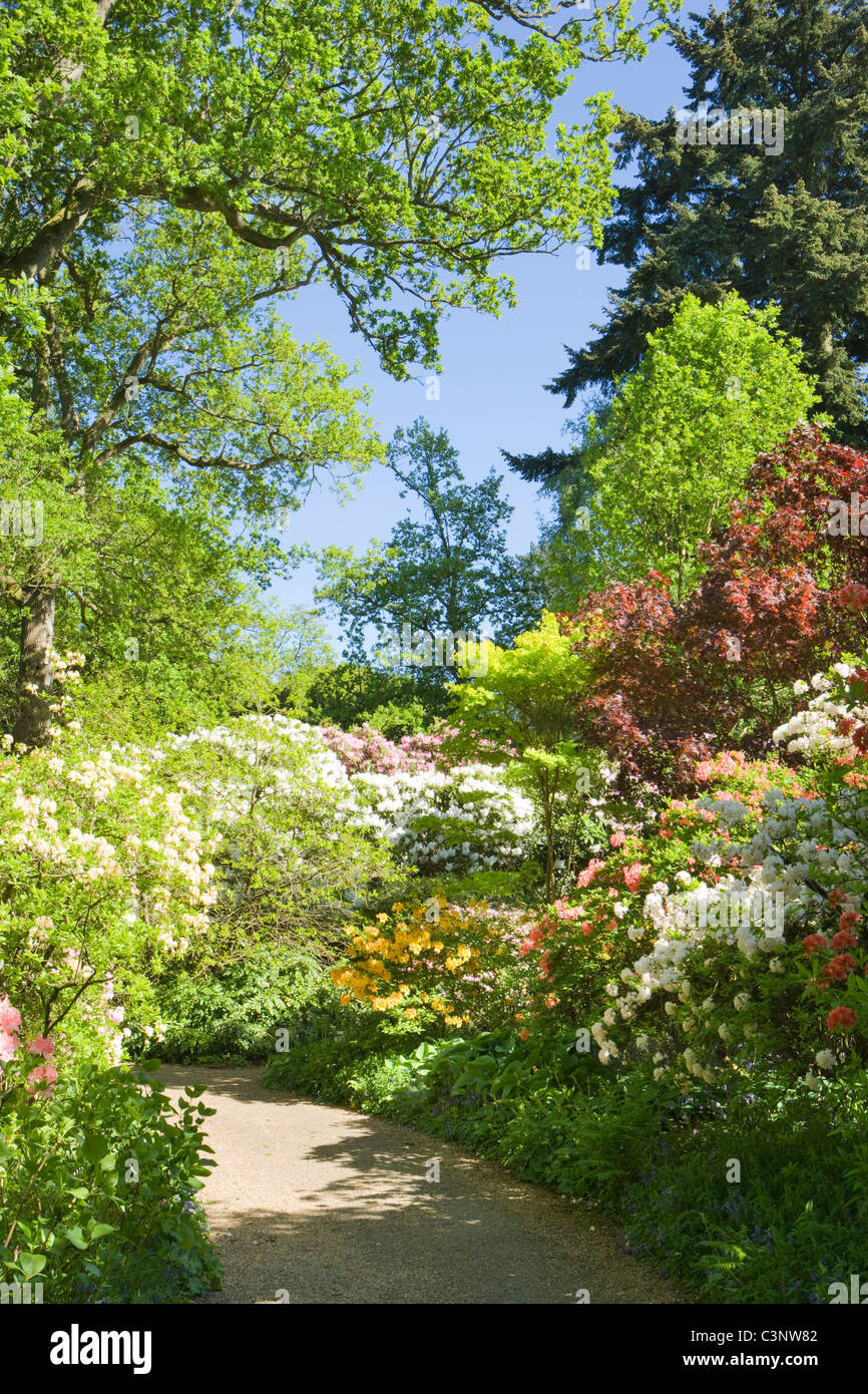 Garten mit Rhododendren, Coverwood Farm, Surrey, UK. Stockfoto
