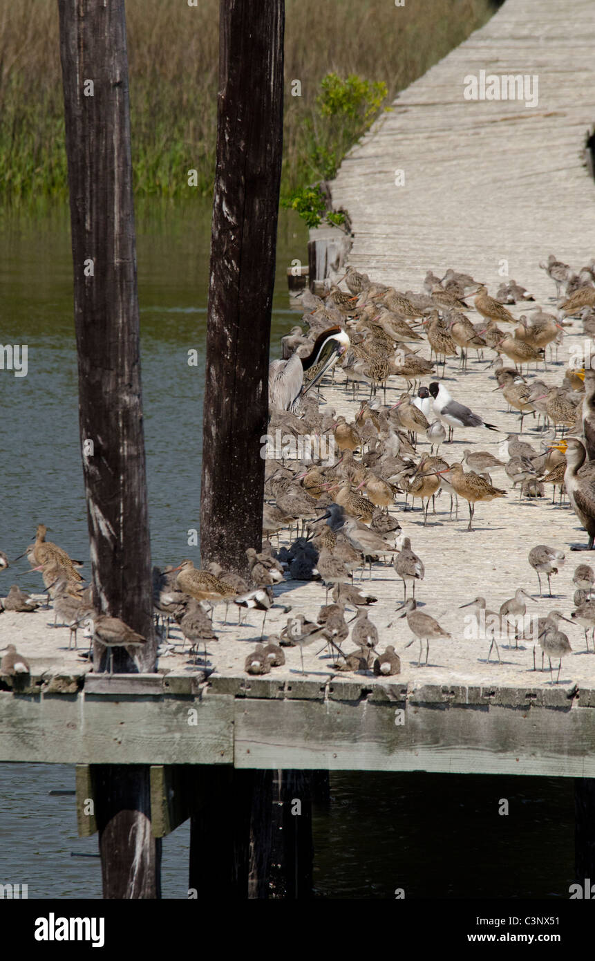 South Carolina. Watvögel auf Dock entlang Intracoastal Wasser-Strasse zwischen Charleston und Georgetown. Stockfoto