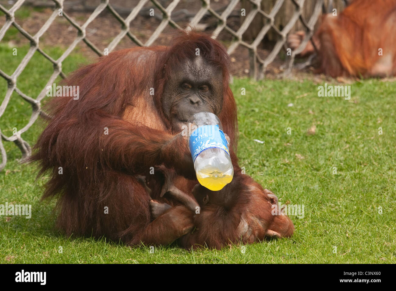 Weiblicher Orang-Utan mit Baby hält orange Trinkflasche Stockfoto