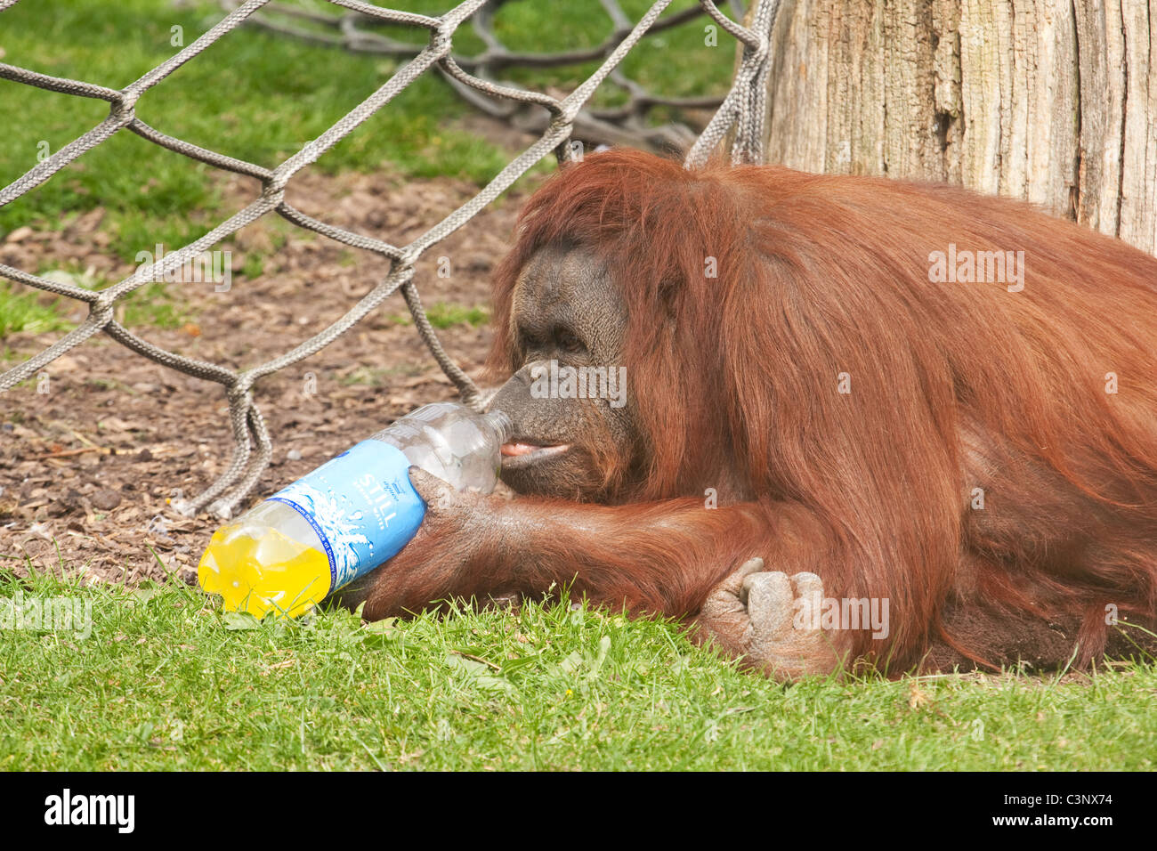 Orang-Utan mit orange Trinkflasche Stockfoto
