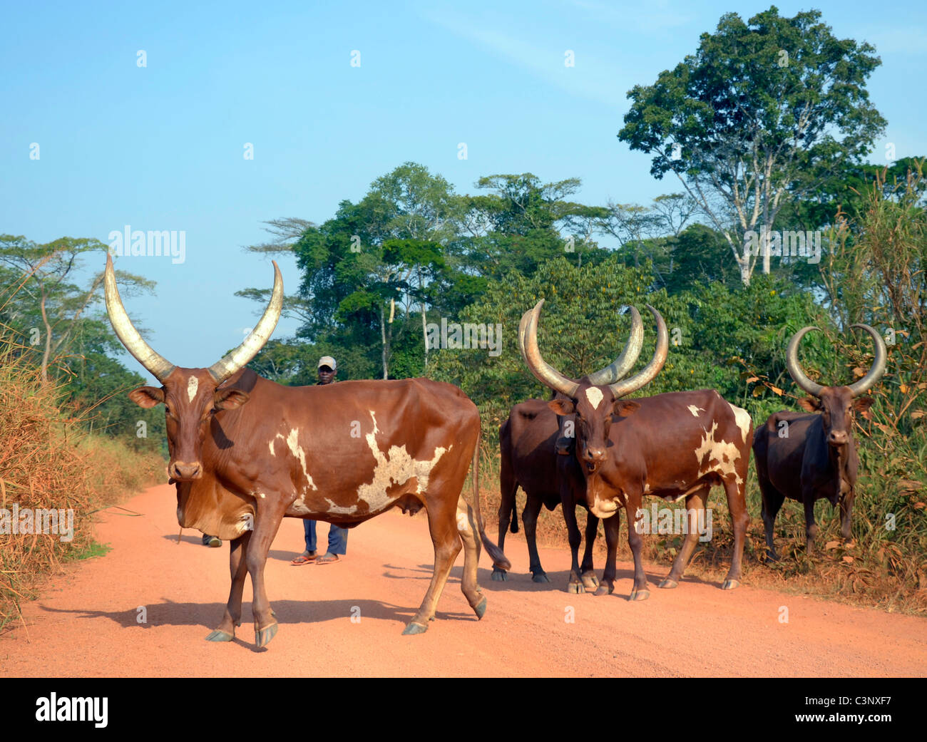 Okape Reserve in der Nähe von Epulu Dorf in Ituri-Waldes, Kongobecken, demokratische Republik Kongo. Traditionelle Rinder Stockfoto