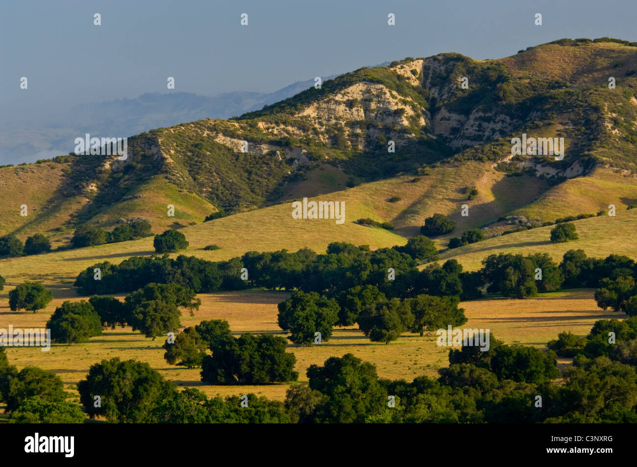 Eichen und grünen Hügeln im Frühjahr in robusten Weideflächen an der Basis der Santa Ynez Mountains, Kalifornien Stockfoto