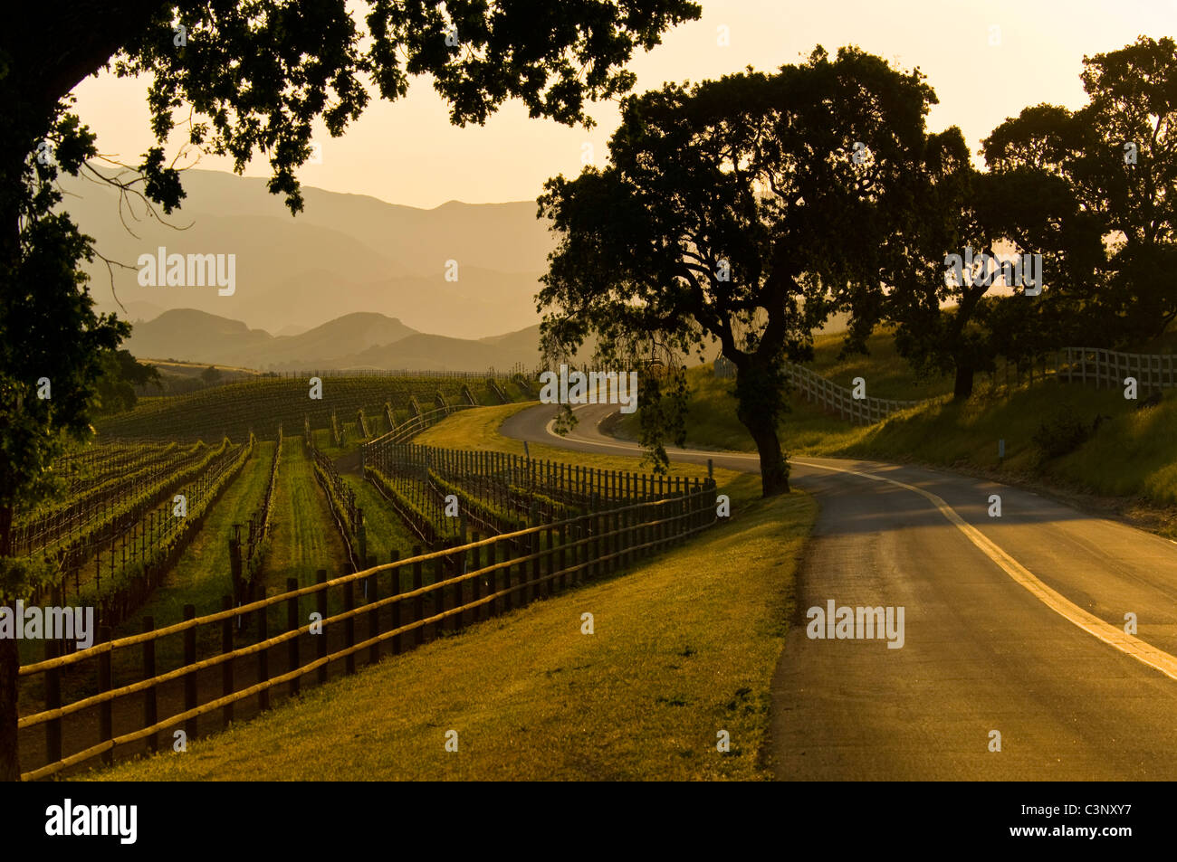 Weinberg und Land Straße im Santa Ynez Valley, Santa Barbara County, Kalifornien Stockfoto