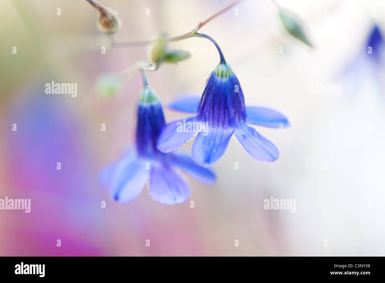 Conanthera Campanulata. Chilenische Wildblumen Stockfoto