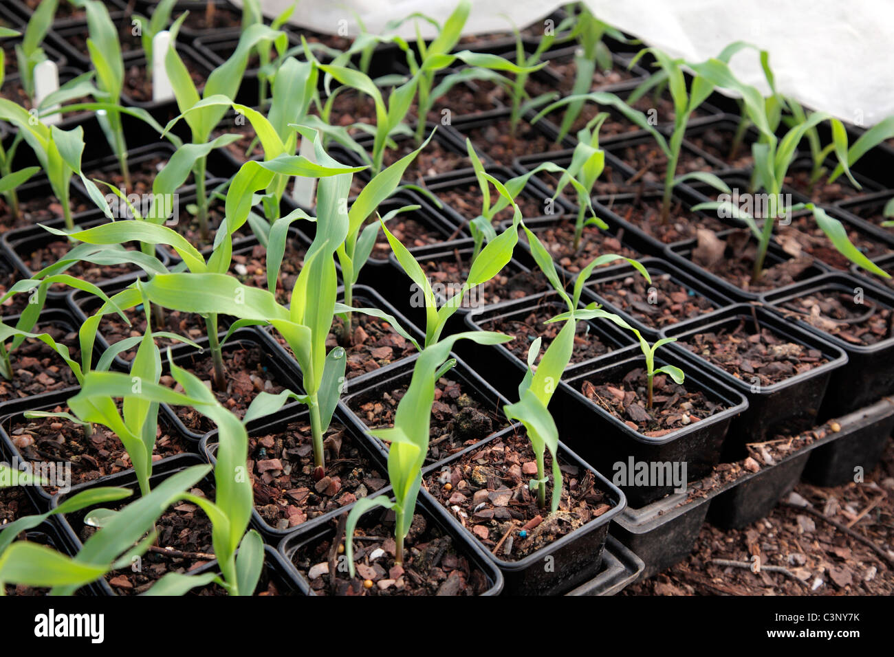 Young Sweet Corn Pflanzen bereit für die Pflanzung nach außen und angebaut unter Gartenbau Vlies - Variable Keimung - 2 verschiedenen Vars Stockfoto