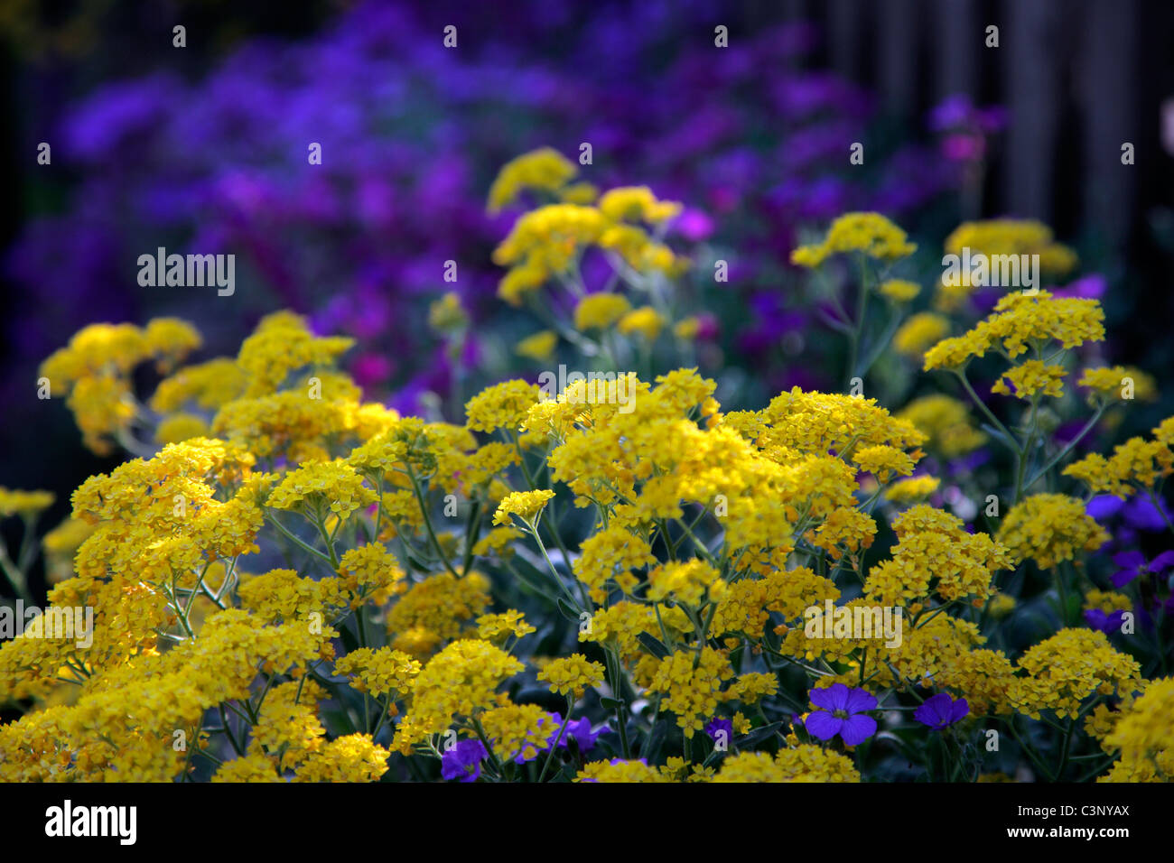 Aurinia Inselbogens AGM und Aubretia deltoidea Stockfoto