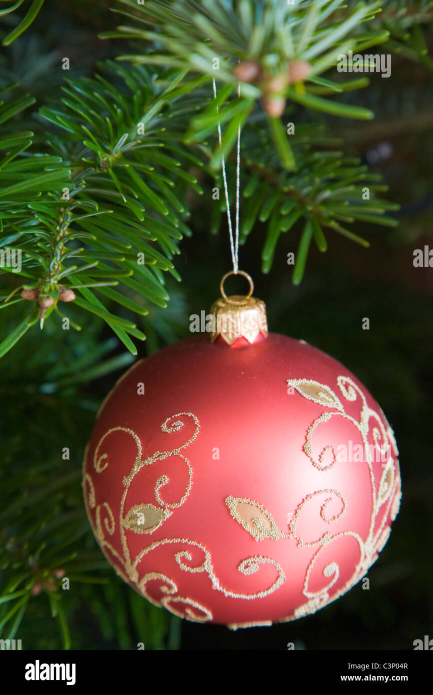 Rot und Gold Glas Christbaumkugel auf echten Weihnachtsbaum Zweig. Stockfoto