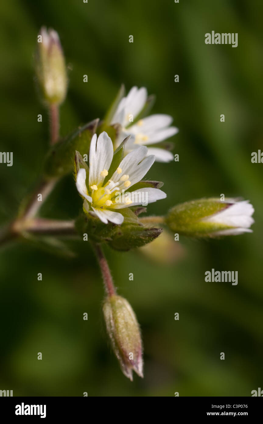 Gemeinsamen Hornkraut Stockfoto