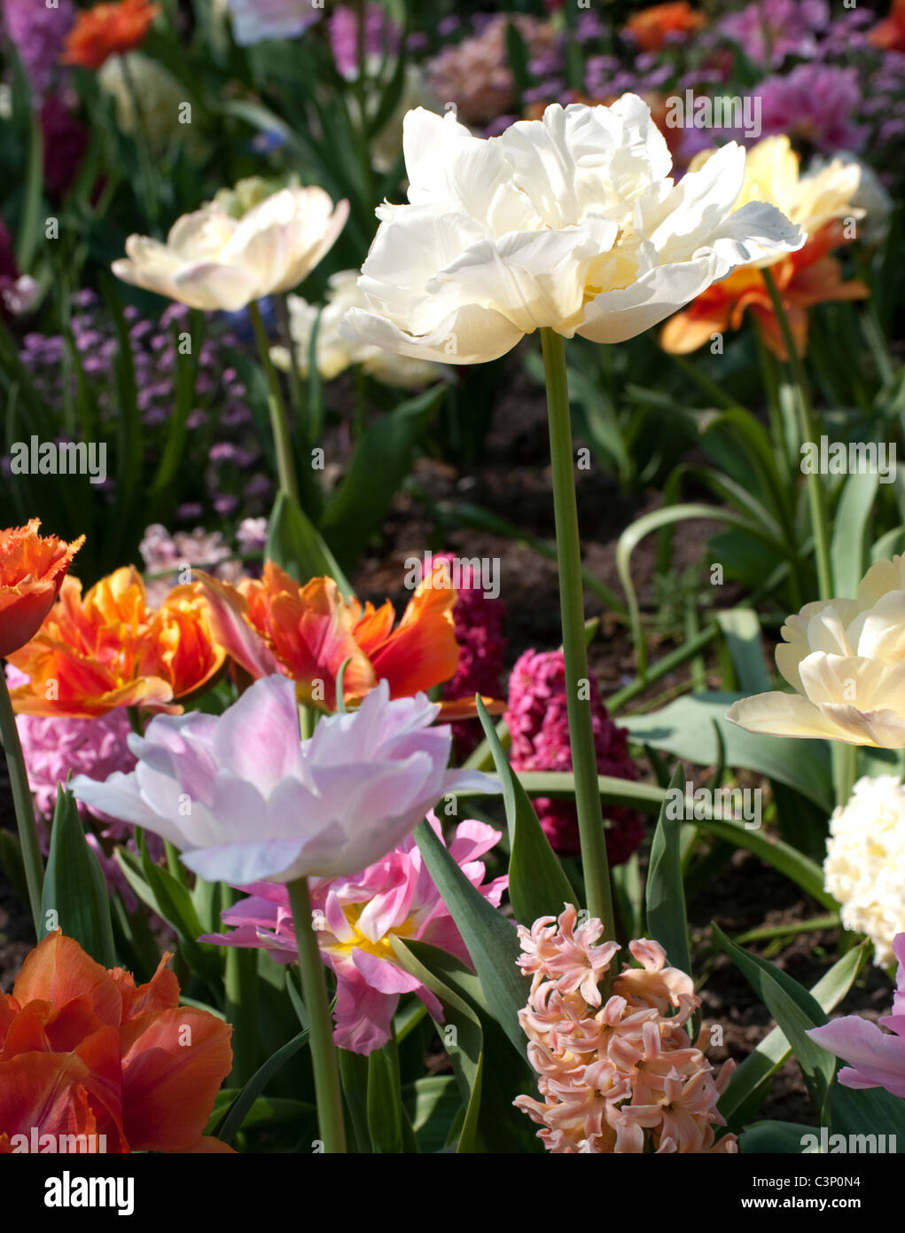 Tulpen in Amsterdam im Frühling (Keukenhof 2011) Stockfoto