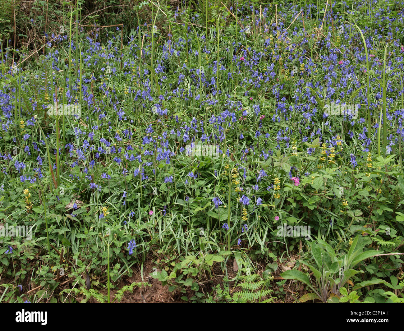 Glockenblumen wachsen im Wald. Somerset. UK Stockfoto