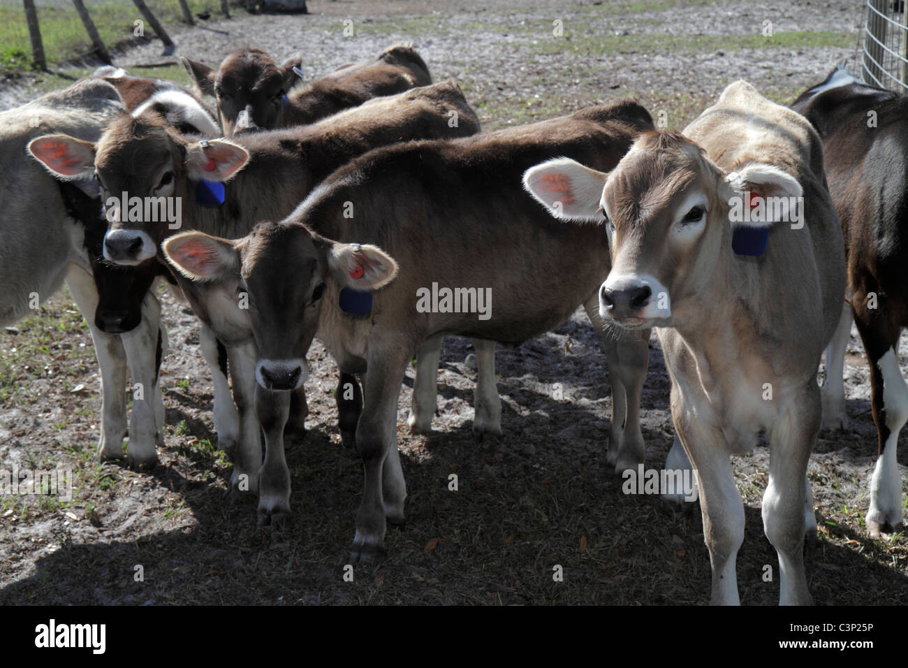 Okeechobee Florida, Kälber, junge Steer, Landwirtschaft, Besucher reisen Reise Reise Tourismus Wahrzeichen Kultur Kultur Kultur, Urlaub Gruppe p Stockfoto