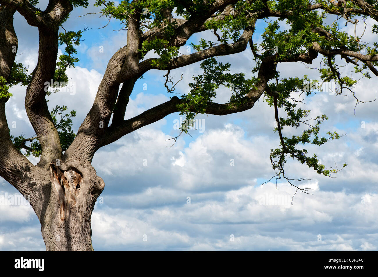 Quercus. Eiche gegen blauen Wolkenhimmel Stockfoto