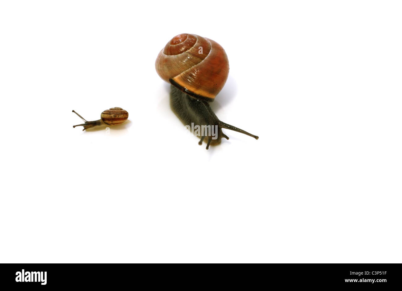 zwei andere große Schnecken gehen in verschiedene Richtungen Stockfoto