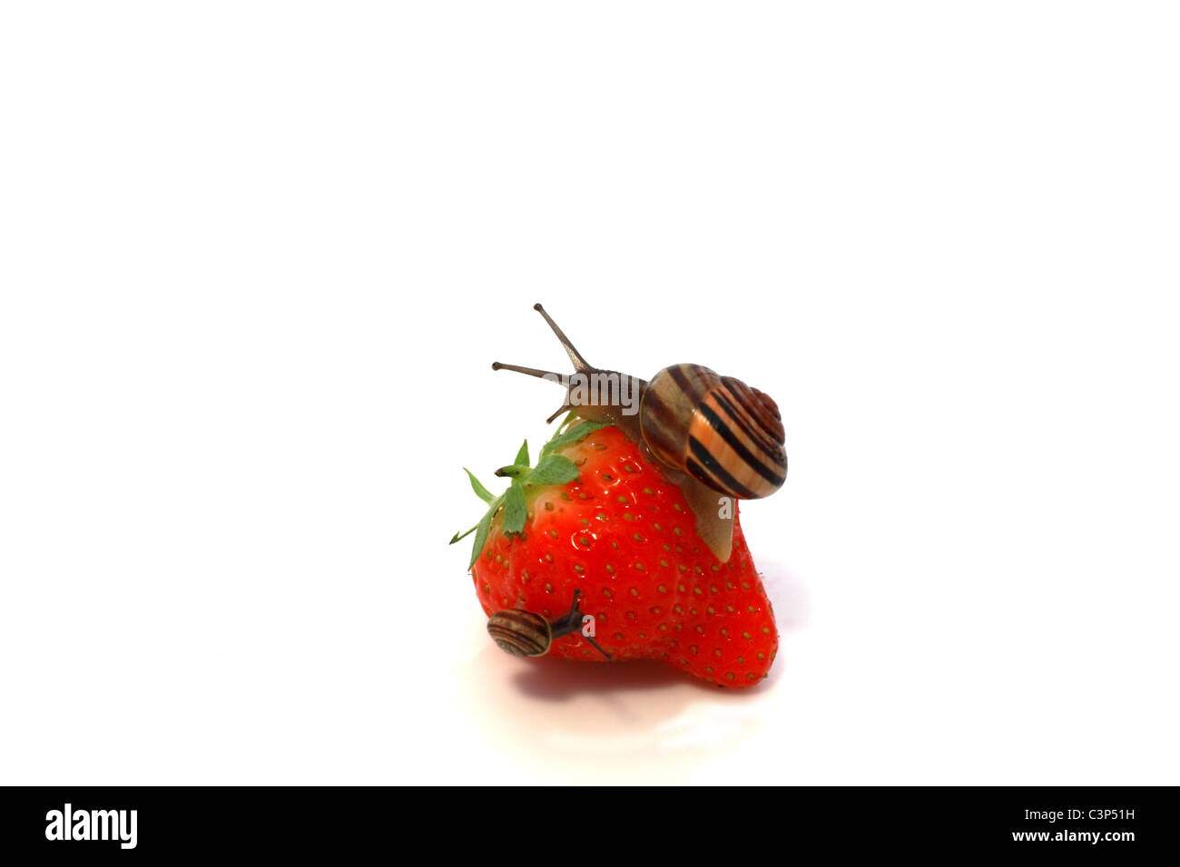 zwei verschiedene Schnecken auf Erdbeere, isoliert auf weiss Stockfoto