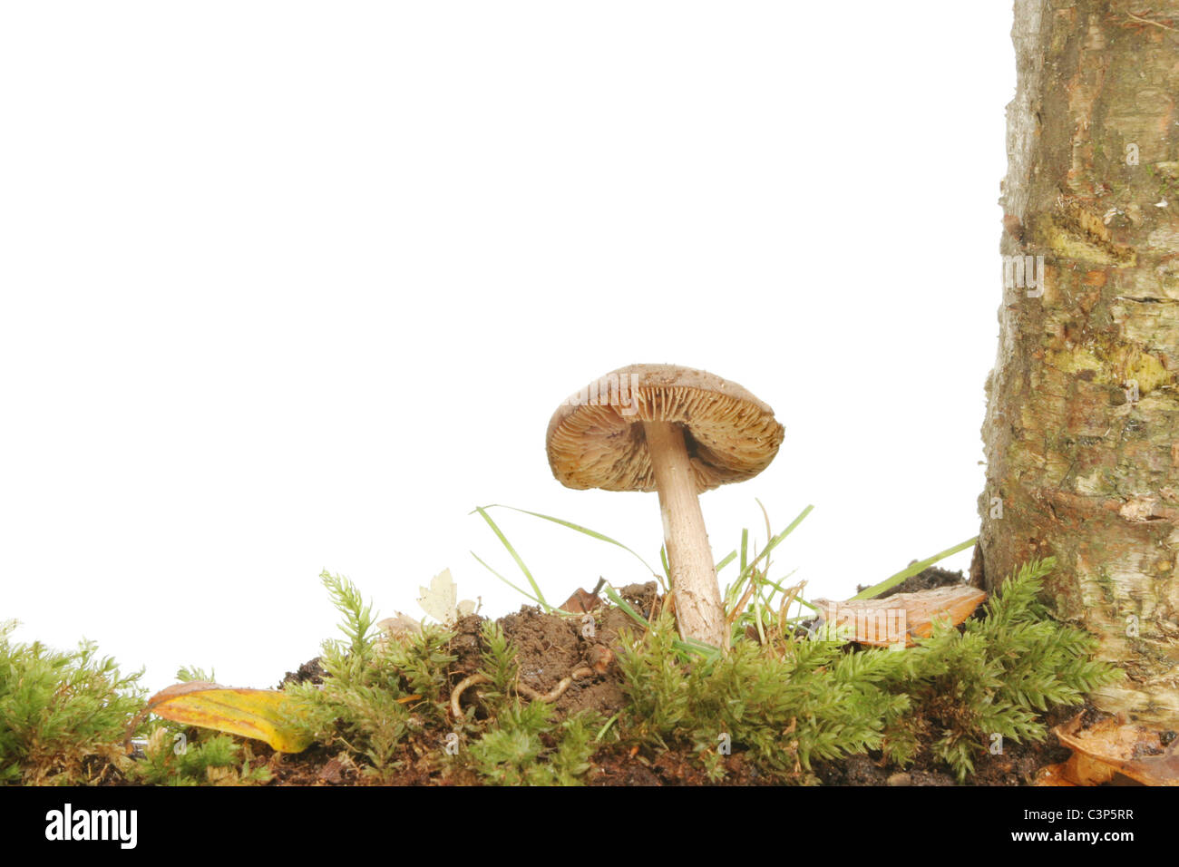 Pilz Pilze wachsen in einer bewaldeten Umgebung Stockfoto
