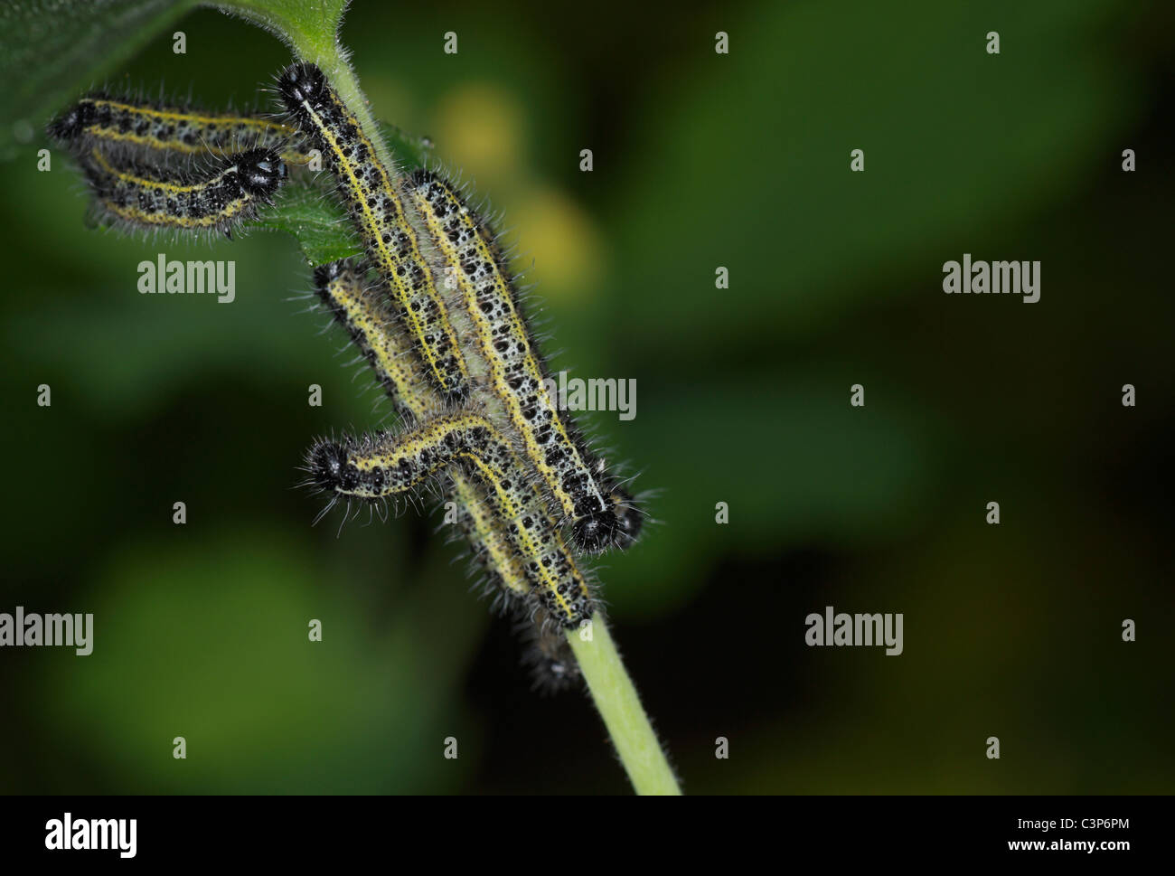 Großer Kohlweißling (Pieris Brassicae) Caterpillar Gruppe verschlingt eine Pflanze, die Frühjahrssaison in Nahaufnahme. Stockfoto
