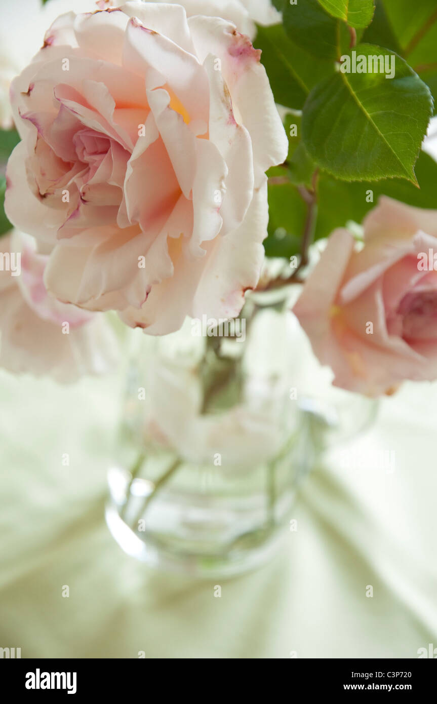 Blass rosa Rosen in einer Glaskanne - Rosa Lady Sylvia. (Tiefenschärfe) Stockfoto