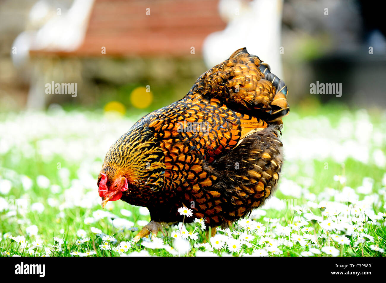 Eine weibliche Gold geschnürt Wyandotte Bantam Stockfoto