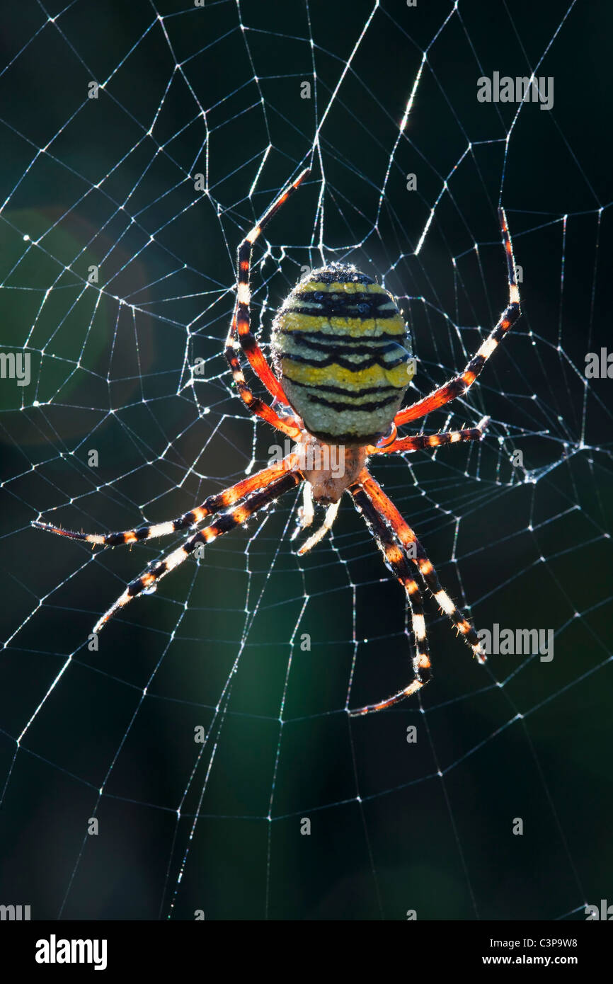 Deutschland, Bayern, Wasp Spider (Argiope Bruennichi), Nahaufnahme Stockfoto