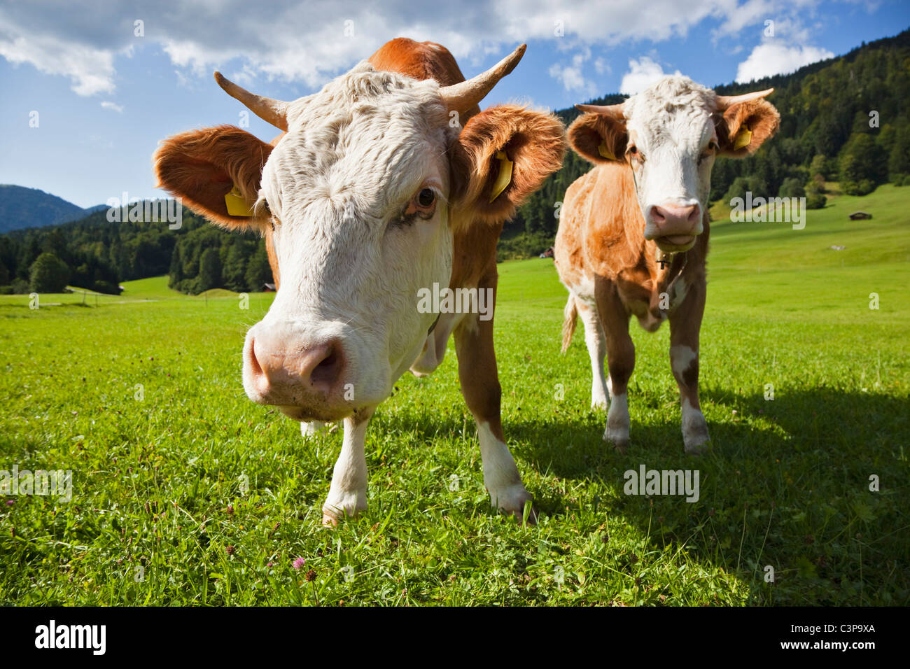 Deutschland, Bayern, zwei Kühe stehen im Feld, Nahaufnahme Stockfoto