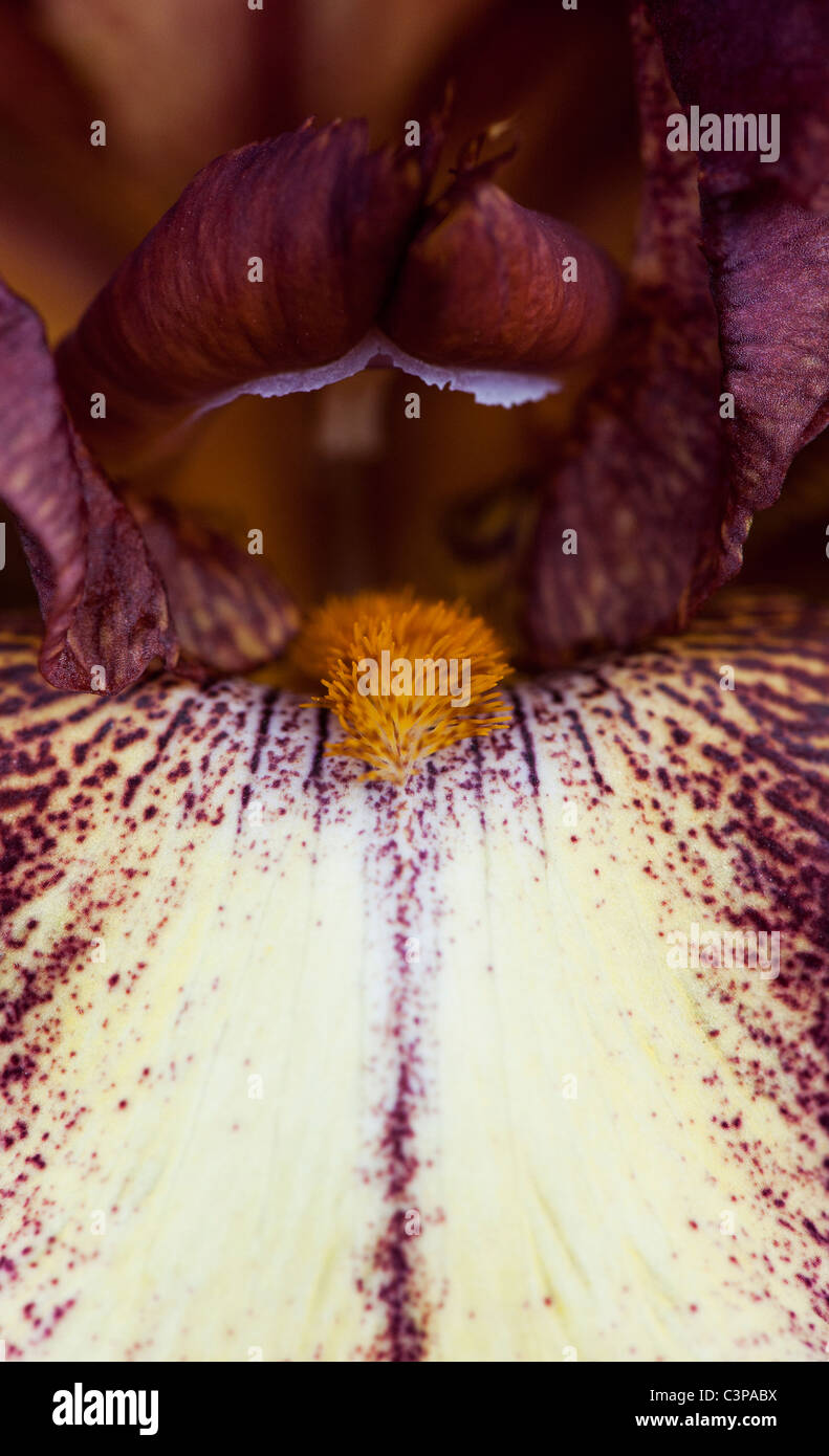 Hohen Bartiris "Provence" Blume Stockfoto