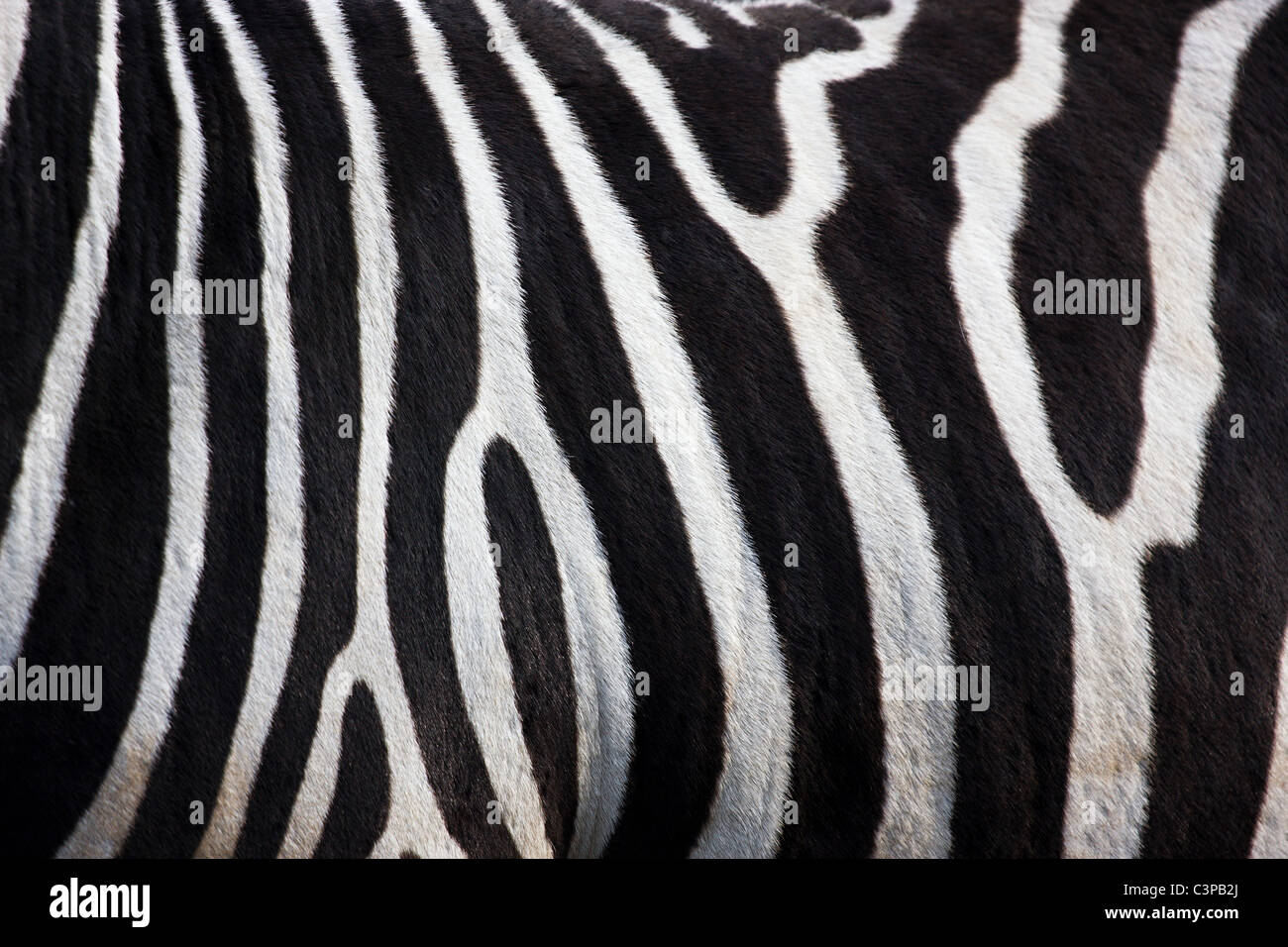 Schwarz / weiß Beschaffenheit Zebra Haut Stockfoto