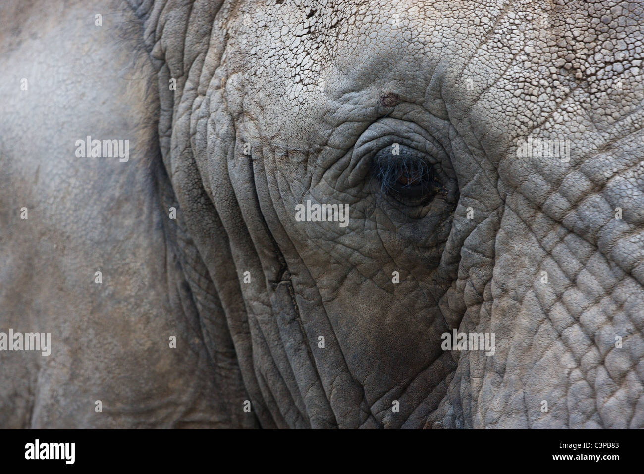Elefant Augen- und Textur Stockfoto