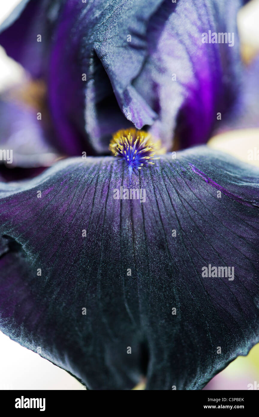 Schwarze Iris Stockfotos und bilder Kaufen Alamy
