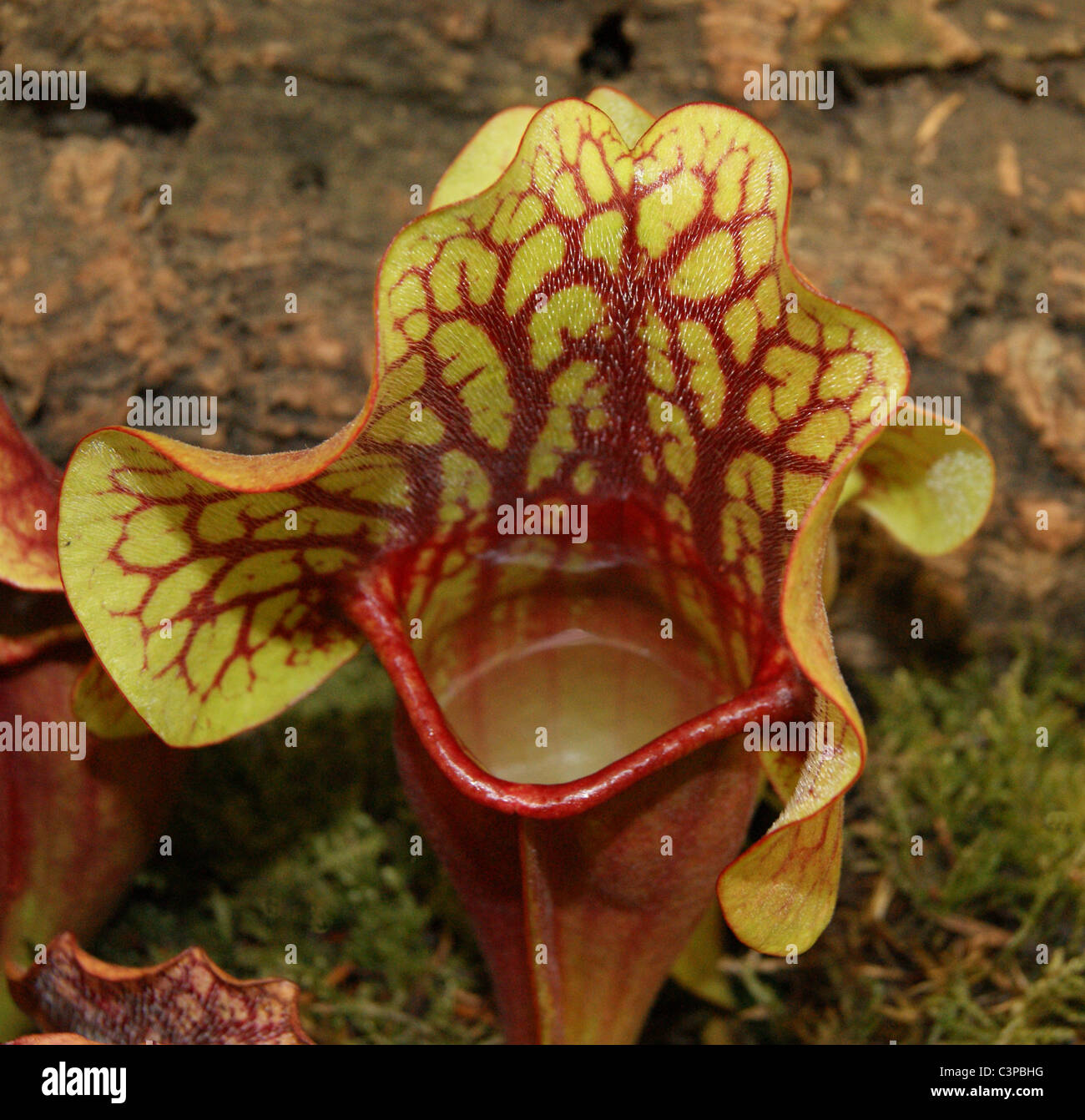 Huntsmans Horn - Sarracenia Purpurea Stockfoto