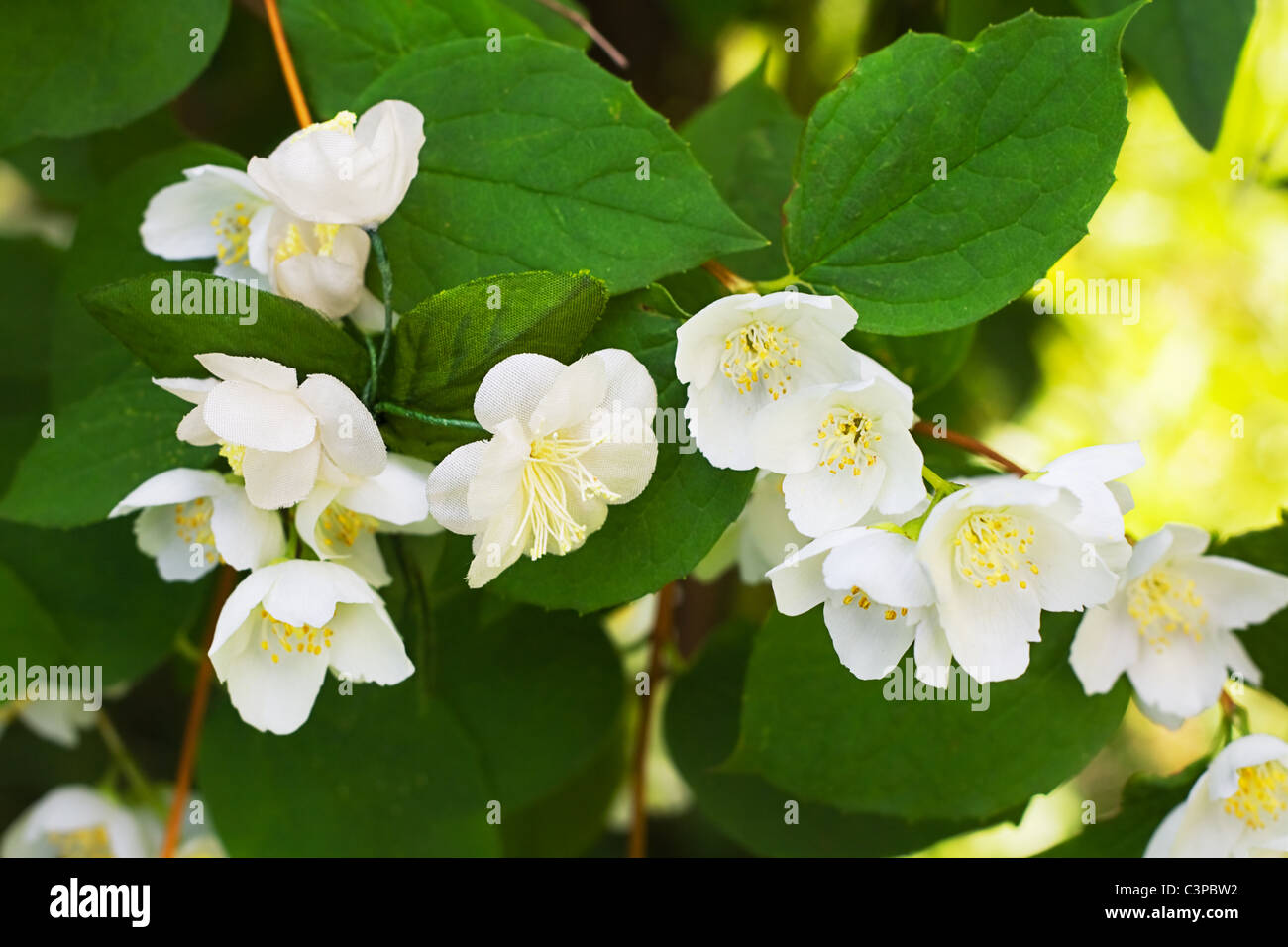 Künstliche Blumen in der Filiale blühende Jasmin finden Stockfoto