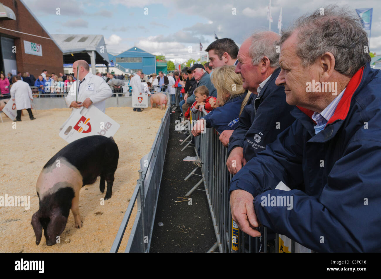 Bauern blicken auf als britische Saddleback Schweine um einen Ring in einem Wettbewerb auf einem Markt für Stammbaum Schweinezucht vorgeführt werden. Stockfoto