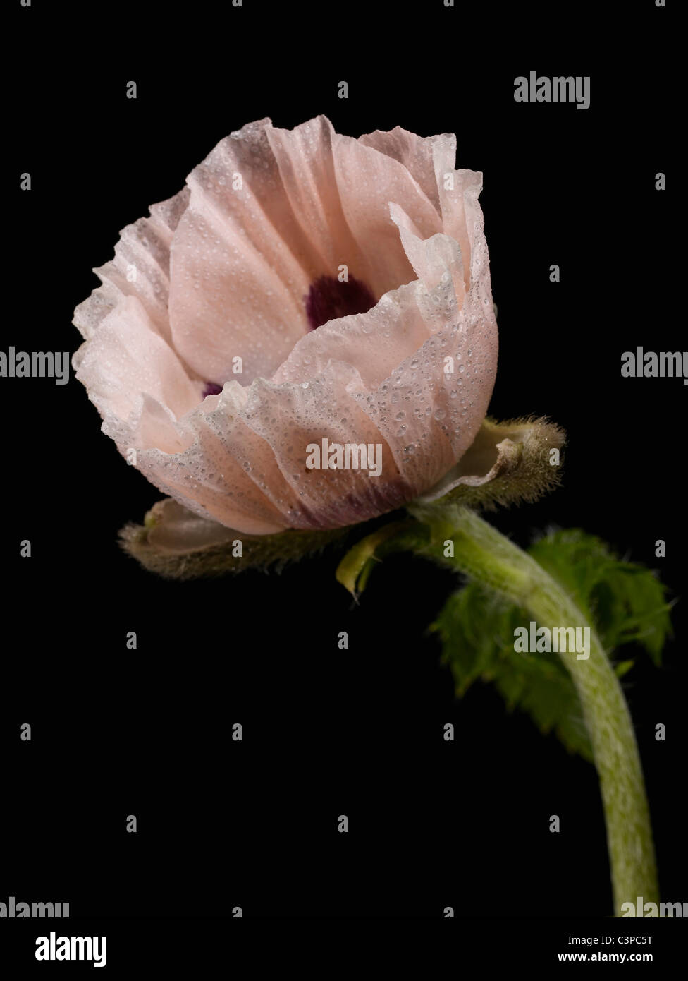 Nahaufnahme von Papaver Somniferum vor schwarzem Hintergrund Stockfoto
