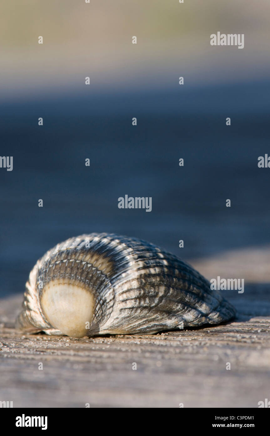 Deutschland, Nordsee, Amrum, Nahaufnahme von Muschel-Detail auf Holzbank Stockfoto