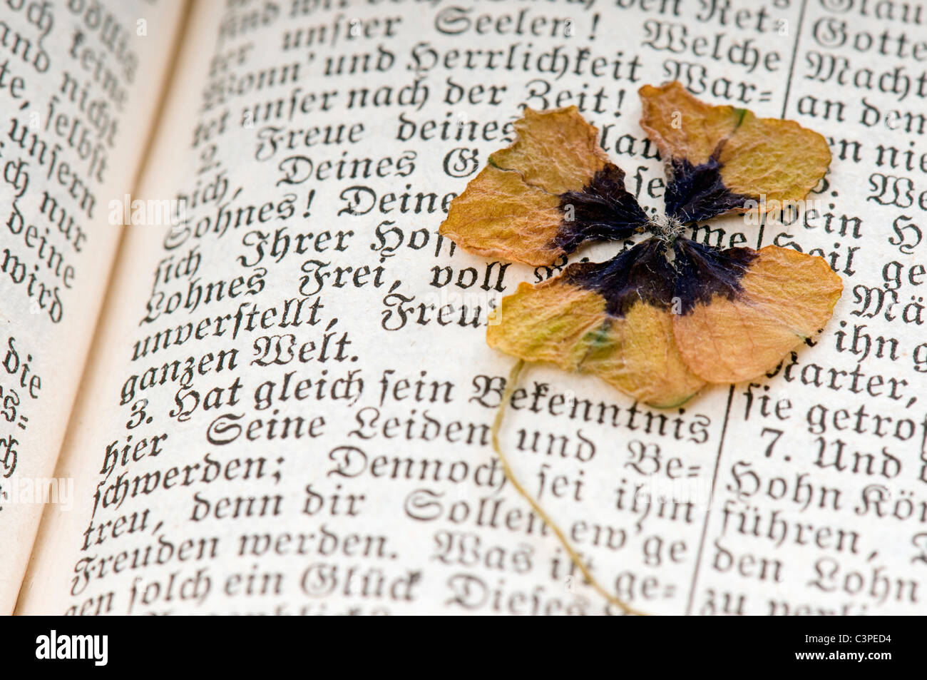 Verwelkte vier-Kleeblatt auf altes Buch Stockfoto