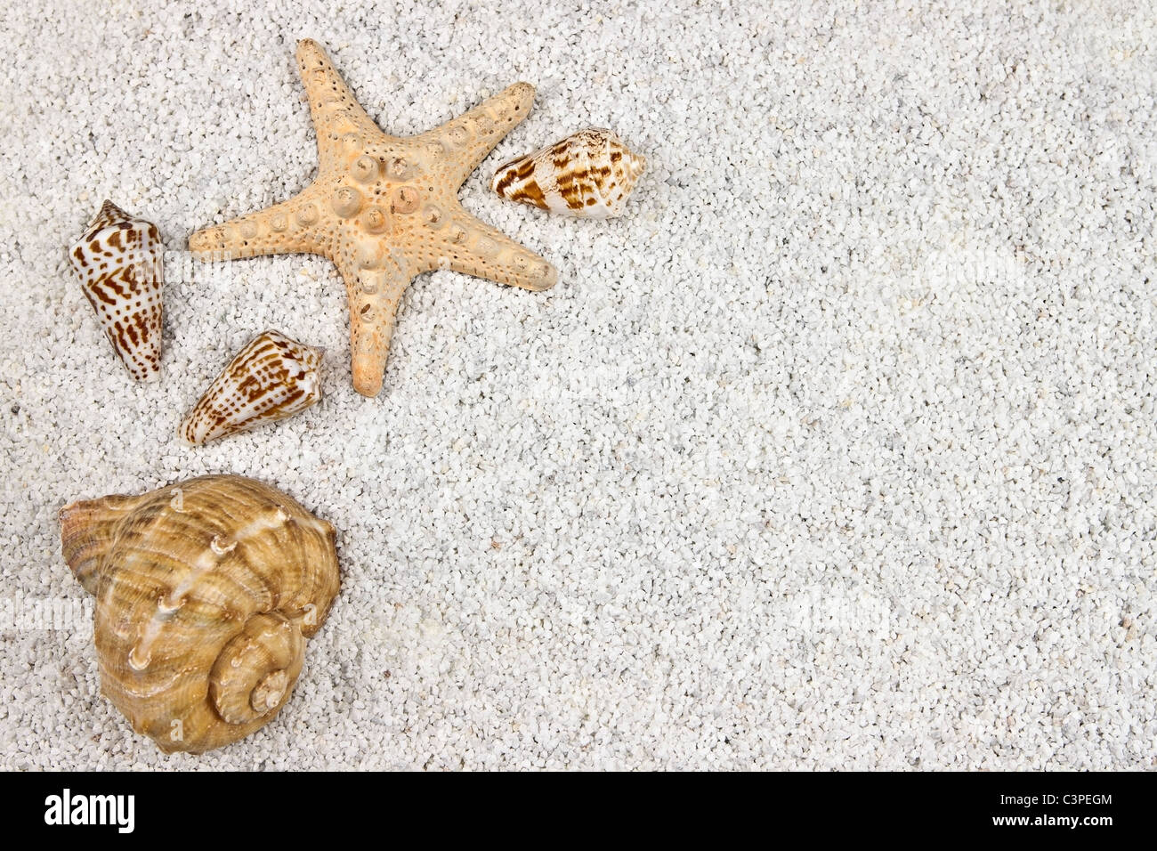 ein Seastar und mehrere Muscheln im weißen sand Stockfoto