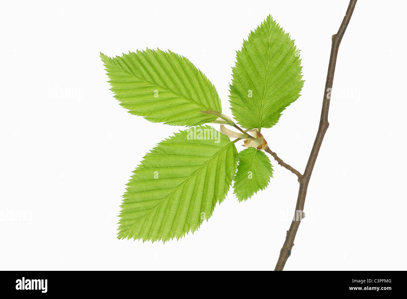 Hainbuchen blatt Fotos und Bildmaterial in hoher Auflösung Alamy