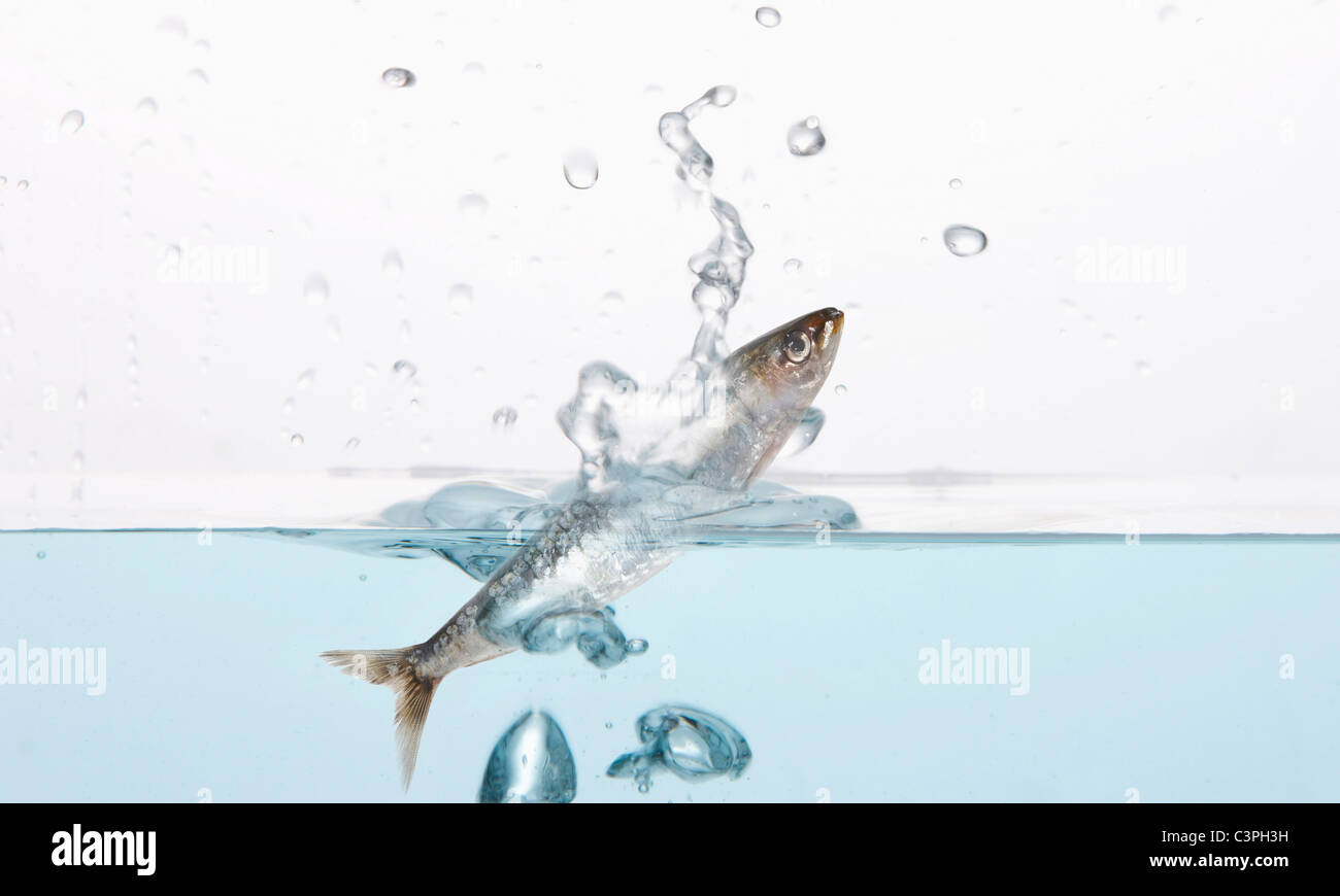 Sardine in Wasser, komponieren Stockfoto