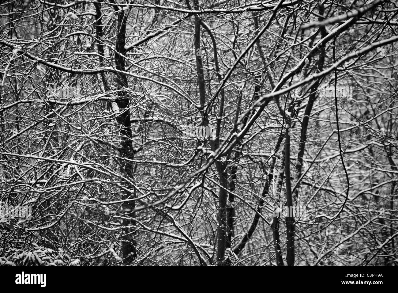 Deutschland, Hamburg, Winterwald, full-frame Stockfoto